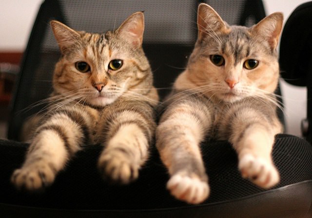 02-sister-cats-525309776_455b71d1f2_z